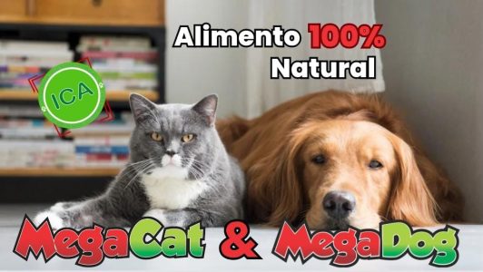 Megadog & Megacat 12 (1)