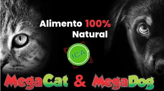Megadog & Megacat 12 (2)